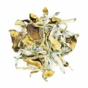 Golden Teacher Mushroom